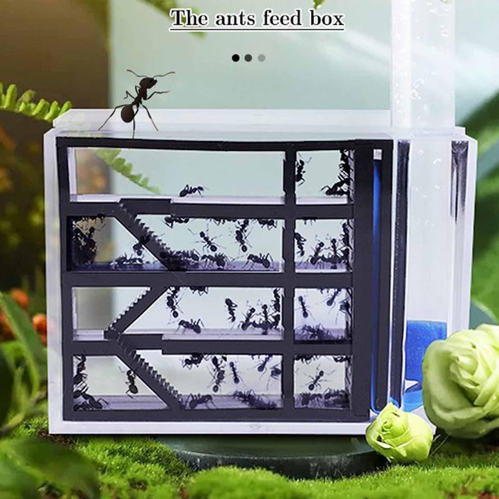 Farma Mrówek DIY - Zestaw Eduk – Home Decor Habitat recenzja i cena